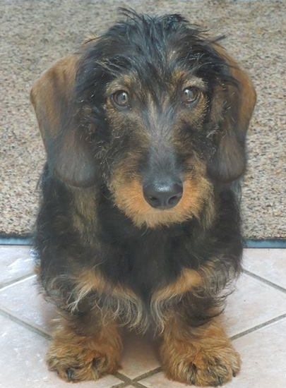 Jaxon the Dachshund