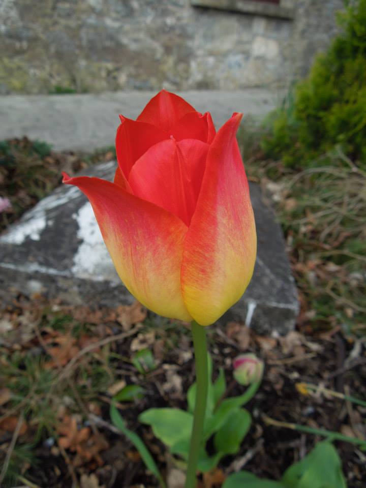 Tulipa 'Juan' at Blackwater Castle