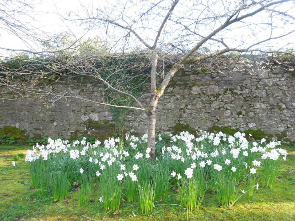 Narcissus poeticus at Blackwater Castle.