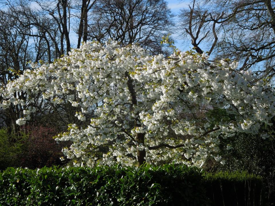 Prunus Shirotae at Blackwater Castle 