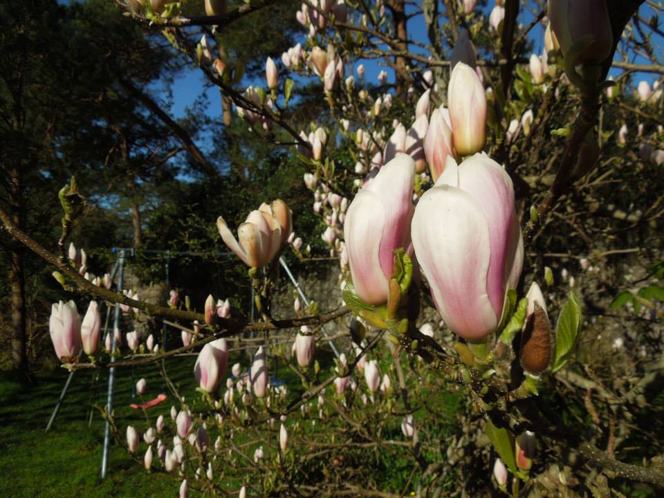 Magnolia x soulangeana.
