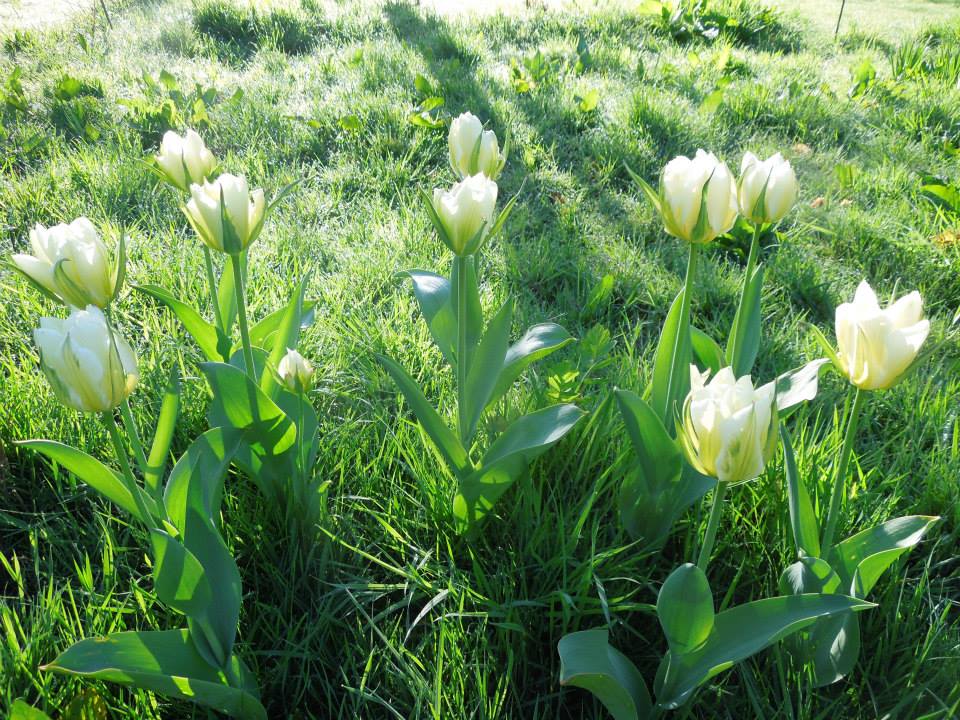 Tulipa viridiflora, 'Spring Green' at Blackwater Castle