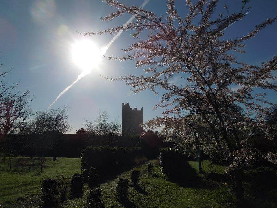 Prunus Hokusai at BLackwater Castle