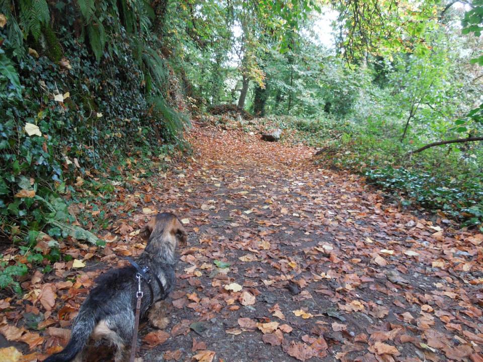 autumn at Blackwater Castle