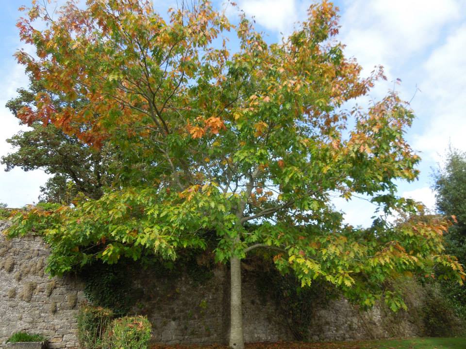 autumn at Blackwater Castle