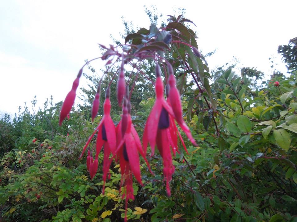 autumn at Blackwater Castle